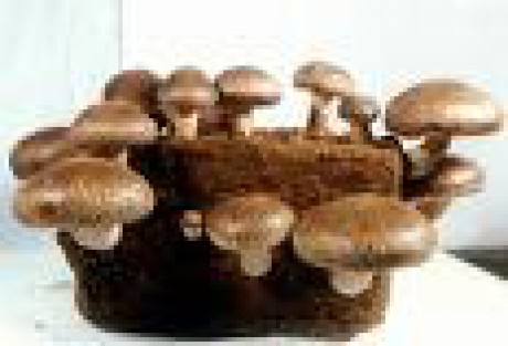 Lentinus edodes, www.kinokkusu.co.jp.jpg