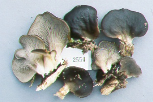 Pleurotus purpureo olivaceus