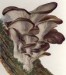 Pleurotus ostreatus3